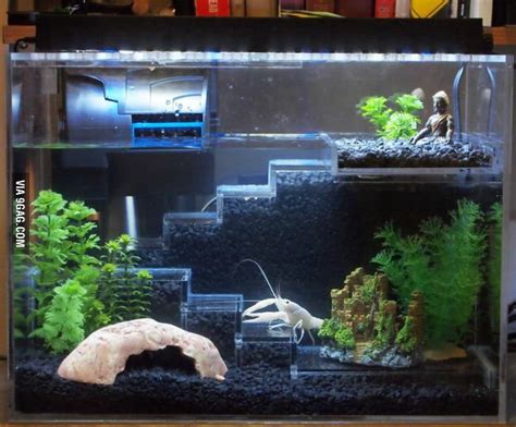 crayfish tank ideas